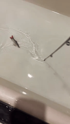 Bionic Swimming Lure